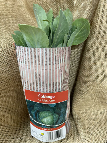 Cabbage - Golden Acre